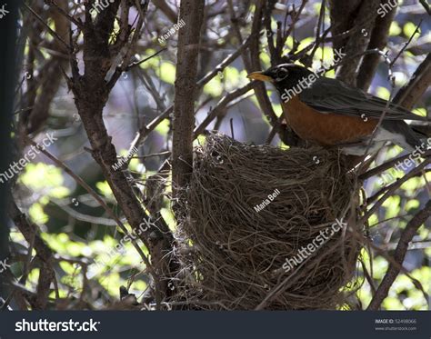 Stock Photo Of A Red Breasted Robin'S Nest - 52498066 : Shutterstock