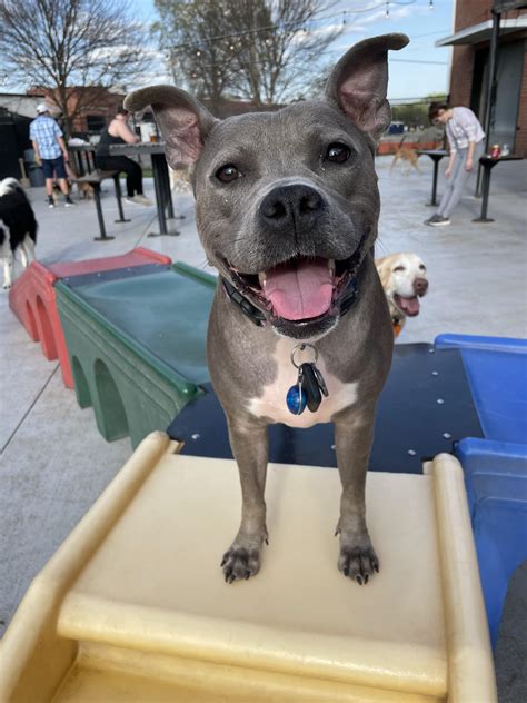 Big pittie smiles! : r/pitbulls