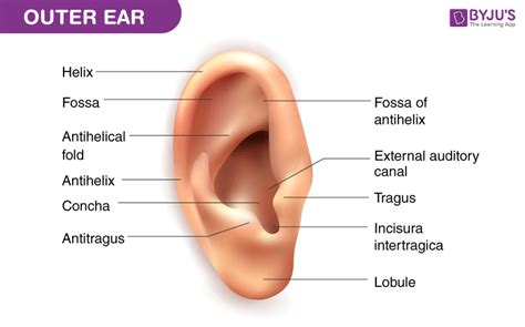 Parts Of The Ears And Their Functions