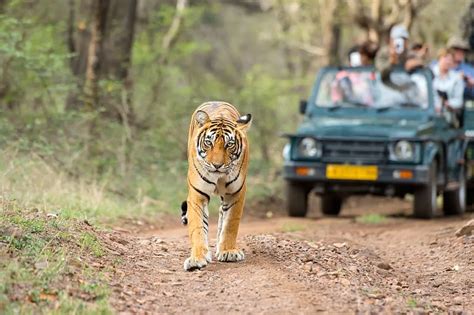 wildlife safari in india |Jungle Safari in India