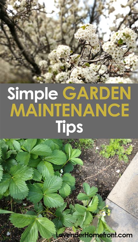 Simple Low Maintenance Gardening Tips - The Lavender Homefront