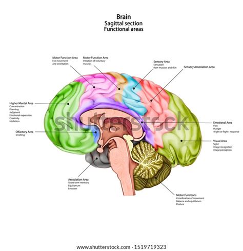 Human Brain Sagittal Section Medical Didactic: เวกเตอร์สต็อก (ปลอดค่า ...