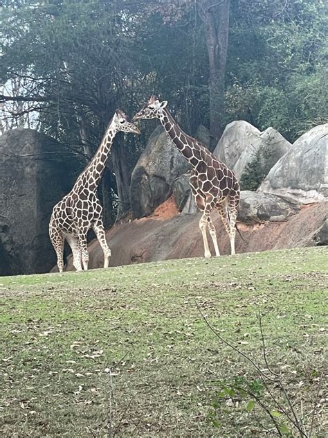 A Visit to North Carolina Zoo – Carolina Mom