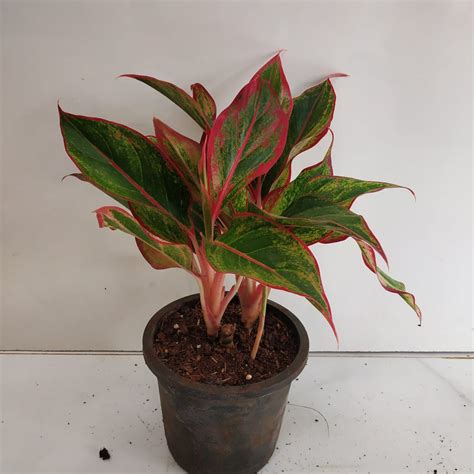 Aglaonema 'Siam Aurora Lipstick' - Nursery Buy