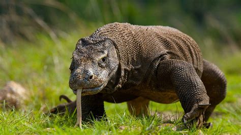 #Reptiles Komodo Dragon #Komodo #Lizard #1080P #wallpaper #hdwallpaper ...