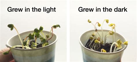 Could a plant survive without light?