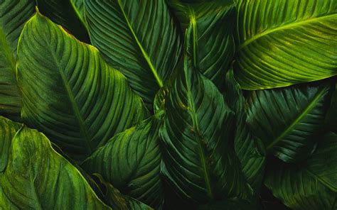 green-leafed plant Mac Wallpaper Download | AllMacWallpaper