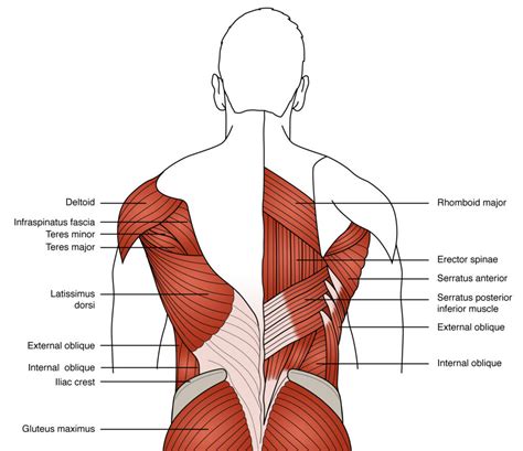 Lower Back Muscles Anatomy