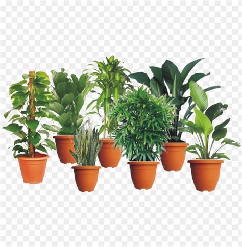 Indoor Plants - Money Plants PNG Transparent With Clear Background ID 200022 png - Free PNG ...