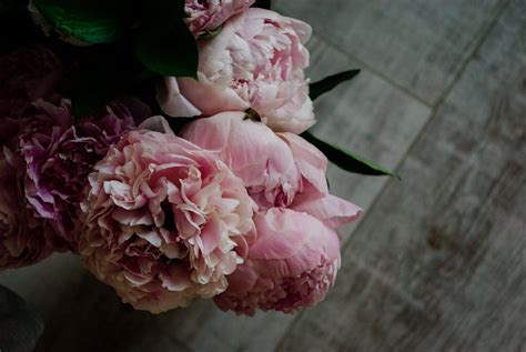 Pink Peony Flowers in Close-Up Photography · Free Stock Photo