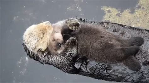 Mother Sea otter holding her baby. | Baby otters, Animais filhotes, Animais bonitos