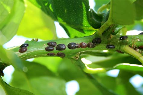 Dealing with Lemon Pests - Food Gardening Network