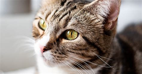 Brown Tabby Cat · Free Stock Photo