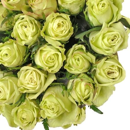 Natural Fresh Flowers - Green Roses, 20", 100 Stems - Walmart.com