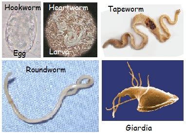 Internal Parasites | Pet Kare Clinic