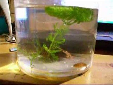 Triops in new tank - YouTube