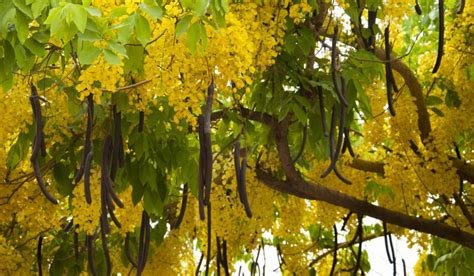 Cassia Fistula (Indian Laburnum) CABI Compendium, 60% OFF