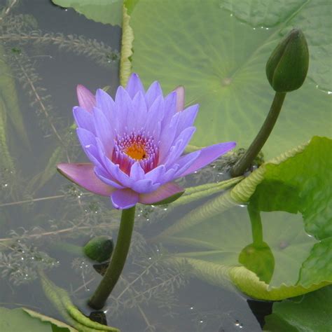 Purple Nymphaea Caerulea Asian Water Lily Pad, Decorative Garden Flower TM - Water Plant Seeds