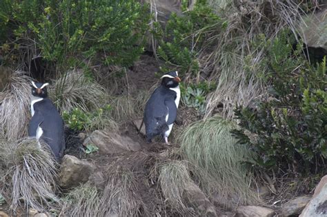 The Wildlife of Fiordland National Park - Animals Network