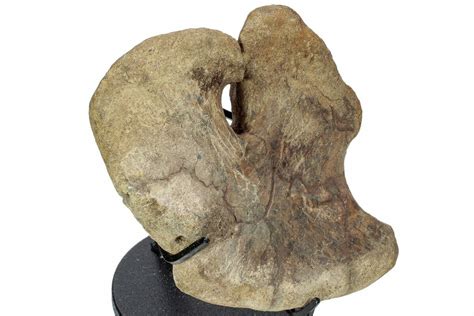 6.7" Hadrosaur (Brachylophosaurus?) Coracoid Bone w/ Stand - Montana ...