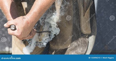 Farrier at Work Fitting Horseshoe Stock Image - Image of smithy, forging: 133496315