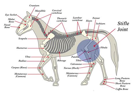 Stifle Lameness in Horses: Causes, Treatment & Prevention | Mad Barn