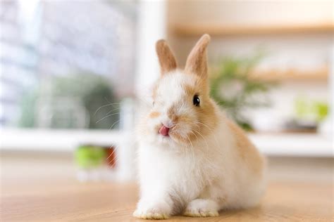 2 Ideas for Cute Rabbit Photos