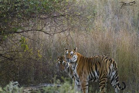 Bandhavgarh National Park Located in the Vindhya hills of Umaria ...