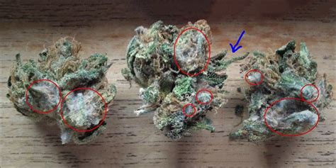 What Does Weed Mold Look Like? | Herb