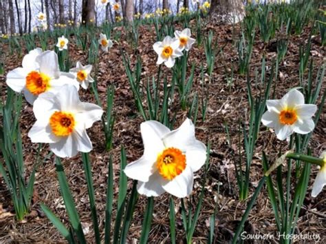 Spring at Gibbs Gardens: the Daffodils - Southern Hospitality