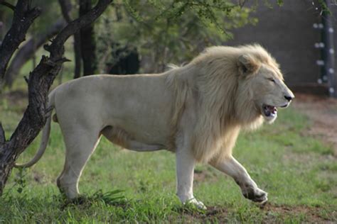 White Lion