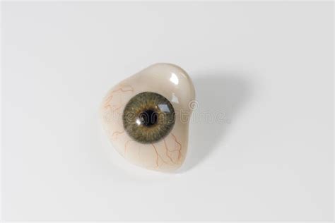 Glass Eye Prosthetic or Ocular Prosthesis with Shadow on White Stock ...