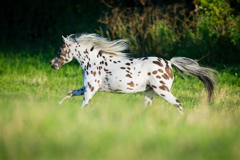 7 Horse Breeds With Spotted Coats