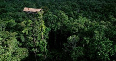 The Tree Houses of the Korowai Tribe of West Papua New Guinea - News ...