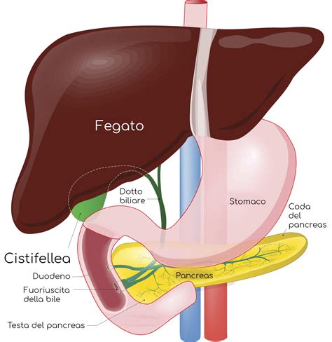 Bile: funzione, sintomi e disturbi (bile nello stomaco, nel vomito, ...)