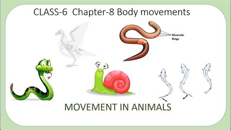 Movement in Animals | Chapter-8 | Body Movements | Science | Class 6 - YouTube