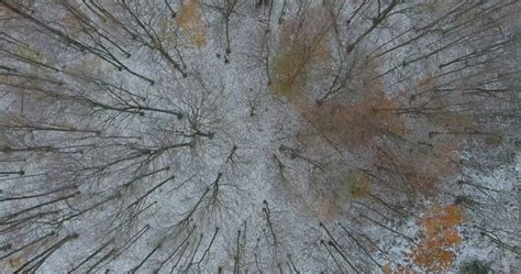 Birds Eye View Of Forest Canopy with Bare Trees In Winter Aerial Flight Stock Footage,#Forest# ...