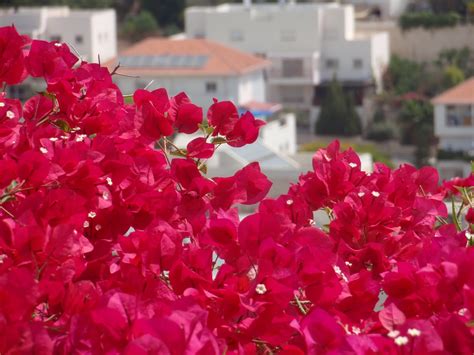 Jerusalem 2010: The Flowers of Jerusalem