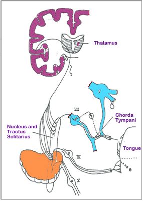 Special sensory systems