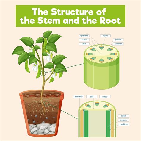 The Structure of the Stem and the Root 2918360 Vector Art at Vecteezy