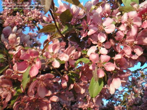 PlantFiles Pictures: Flowering Crabapple 'Thunderchild' (Malus) by Joan