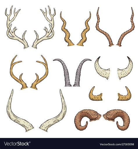 Animal horn types - isolated hand drawn set of antlers of wild deer, cow, elk, moose, bull and ...