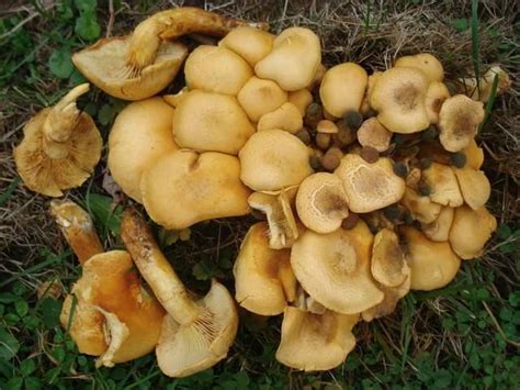 Gymnopilus validipes - Alchetron, The Free Social Encyclopedia