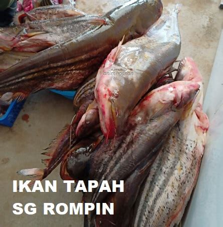 Ikan Tapah Makan Orang : Ikan Tapah Monster Yang Segini Mampu Makan Manusia Giant Catfish ...