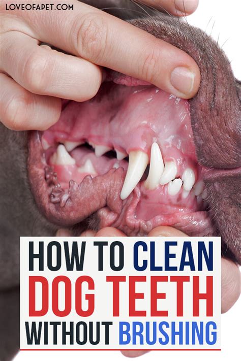 How to Clean Dog Teeth Without Brushing: 5 Easy Ways - Love Of A Pet