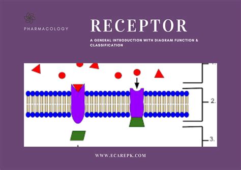 Receptor A General Introduction with Diagrams Function and Classification of Receptor