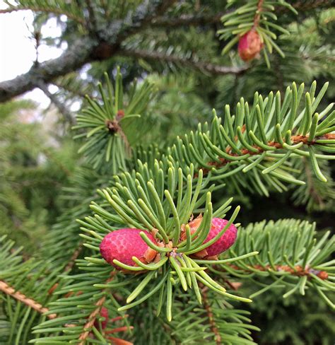 Edible Spruce: Cones and Spring Tips—Foraging – The Meaning of Water