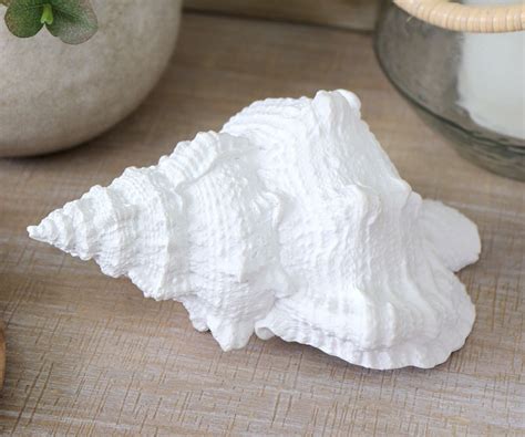 Shells, seashells and coral home decor