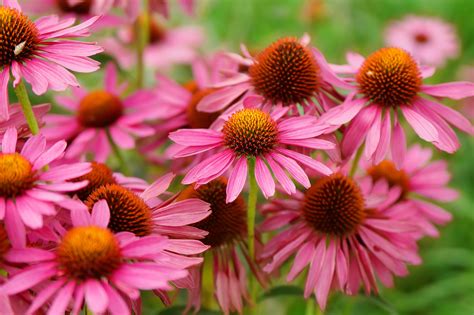 Echinacea gets mixed reviews as a cold prevention therapy - Earth.com