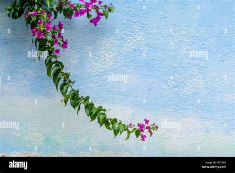 Blue painted wall with bougainvillea growing over it in Guatemala, Central America Stock Photo ...